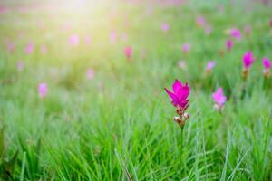 siam tulipano rosa fiore fioritura nel foresta montagna a sai perizoma nazionale parco foto