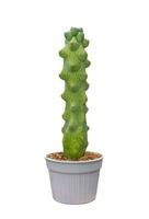 cactus lofocereo scottii f. mostruosa mieckleyanus nel pentola isolato su bianca sfondo foto