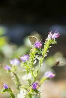 un' poco farfalla si siede su un' viola fioritura pianta nel estate foto