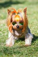 bello cucciolo di yorkshire terrier piccolo cane con nel arcobaleno occhiali da sole su verde sfocato sfondo foto