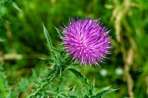 bellissimo in crescita fiore radice bardana cardo su sfondo prato foto