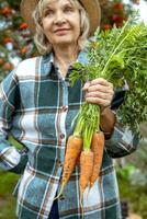 contento femmina contadino Tenere appena raccolto carote su sua azienda agricola. foto