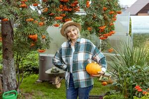 contento donna giardiniere raccolta autunno Ritaglia di zucche su azienda agricola. agricoltura. autunno raccogliere di verdure. foto