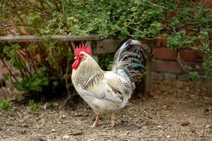 Gallo leggero con un' buio lussureggiante coda passeggiate in giro il cortile di il villaggio foto