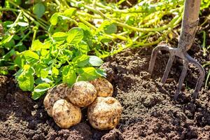 raccolta patate su il azienda agricola foto