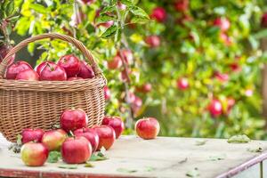 fresco maturo rosso mele nel di legno cestino su giardino tavolo foto