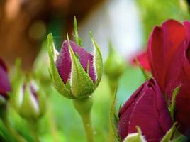 un' germoglio di rosso Bordo Rose macro avvicinamento Visualizza foto