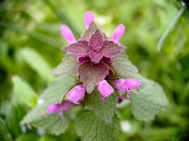 lamium purpureo fioritura fiore vicino su macro superiore Visualizza foto