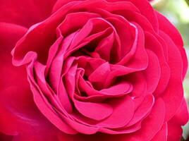 un' germoglio di rosso Bordo Rose macro avvicinamento Visualizza foto
