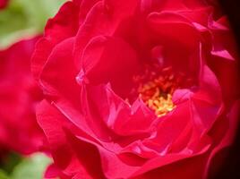 un' germoglio di rosso Bordo Rose macro avvicinamento Visualizza foto