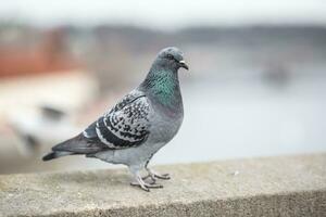 un' Piccione sta su il bordo di un' edificio nel il urbano ambiente foto