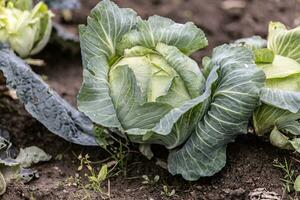 maturo verde cavolo testa in crescita nel il giardino foto