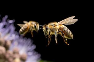 vicino su di miele ape raccolta polline su viola fiore isolato su nero sfondo. ai generativo foto
