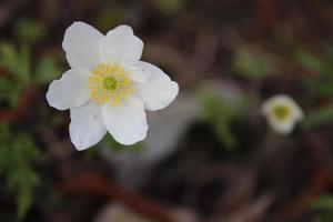 ripresa macro di un fiore di anemone bianco white foto