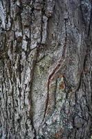 fondo strutturato astratto del tronco d'albero foto