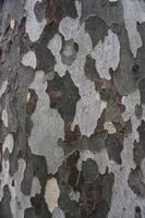 fondo strutturato astratto del tronco d'albero foto