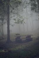 mattina nebbiosa di primavera nella foresta