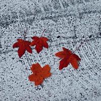 foglia rossa di un albero secco nella stagione autunnale foto