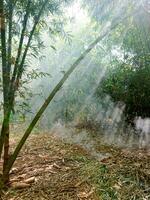 bambù foresta con luce del sole a partire dal fra il rami foto