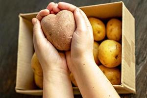 mani femminili che tengono una brutta patata vegetale a forma di cuore foto