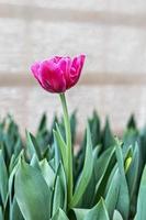 tulipano rosa su un'aiuola in giardino foto