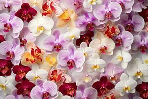 collezione di orchidea fiore isolato su bianca sfondo foto