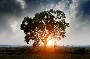 tropicale mare tramonto albero cielo Visualizza sfondo foto