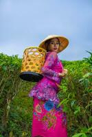 un asiatico contadino nel un' rosa vestito Tenere un' bambù cestino mentre Lavorando su un' tè piantagione foto