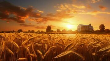 Grano campo ondeggiante nel il tramonto su il fattoria. silhouette concetto foto