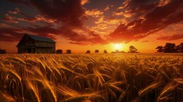 Grano campo ondeggiante nel il tramonto su il fattoria. silhouette concetto foto