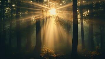 luce del sole filtraggio attraverso il alberi nel un' foresta. silhouette concetto foto