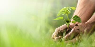 bandiera Visualizza di sostenibilità espresso di verde ambiente e piantine nel mani foto