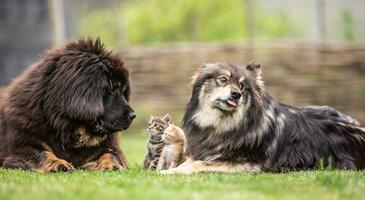 simbiosi di cani e gattini nel il giardino. socializzato animali gatti e cani foto