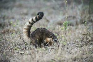 Sud americano coati, guardando per insetti,pantanal,brasile foto