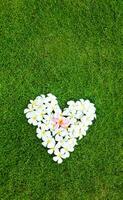 bianca fiori nel il forma di un' cuore su il erba foto