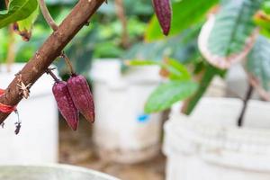 cacao giovane nell'albero di cacao foto