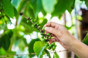 chicchi di caffè verde fresco dalle mani dell'agricoltore