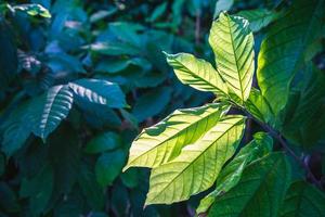 sfondo foglia di pianta di cacao e luce solare foto