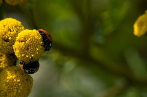 rosso coccinella con nero puntini su un' giallo fiore su un' estate verde prato nel avvicinamento foto