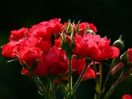 fiori, germoglio, Rose Immagine foto