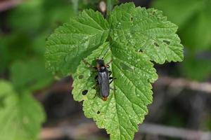 scarabeo nero su una foglia verde foto