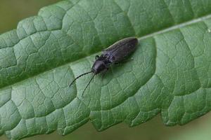 scarabeo nero su una foglia verde foto