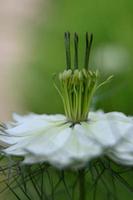 grano bianco nero su sfondo verde foto