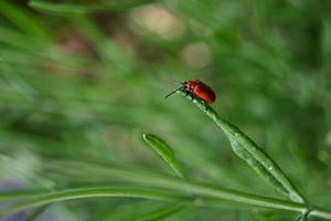 piccolo scarabeo rosso su una foglia di lavanda foto