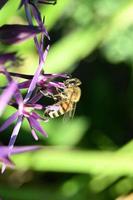 l'ape raccoglie il miele foto