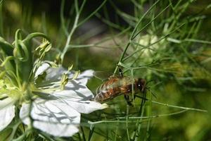 l'ape raccoglie il miele foto