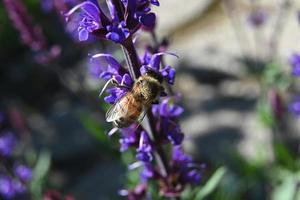 l'ape raccoglie il miele foto