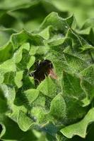 bocciolo di fiore perenne estivo verde foto