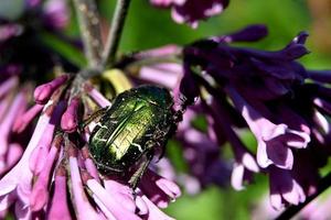 grande scarabeo verde tra fiori viola foto