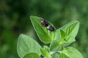 due coleotteri variegati su una foglia di menta foto